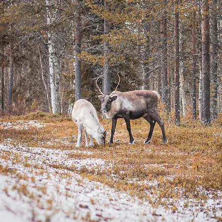Pisara * Suomutunturi