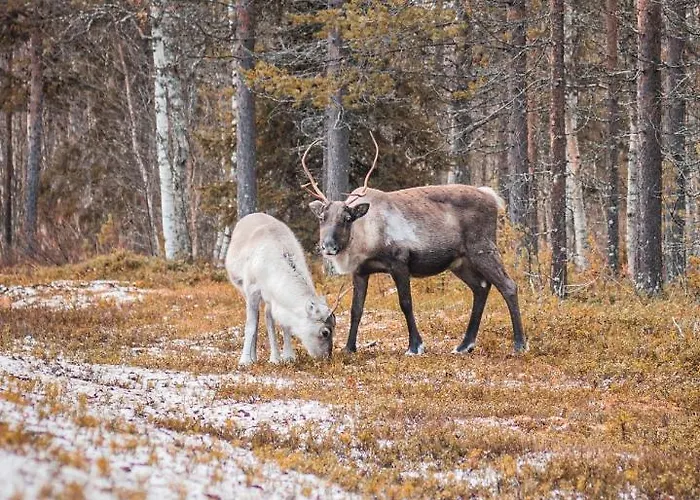 Pisara * Suomutunturi