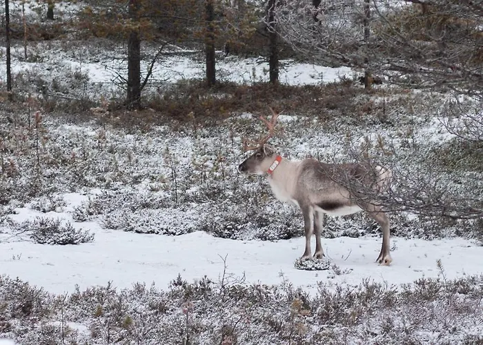 Pisara בית נופש